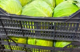 Nuestras coles y repollos ya están listos